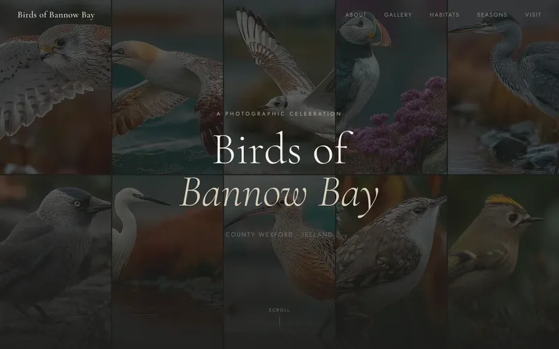 Birds of Bannow Bay homepage screenshot